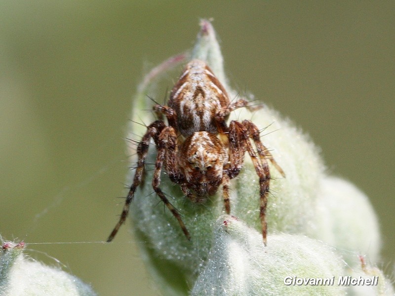 Piccolo ragno: Oxyopes heterophthalmus (Oxyopidae)  -  Magenta (MI)